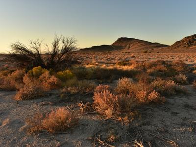 Pahrump